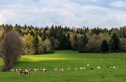 Jura